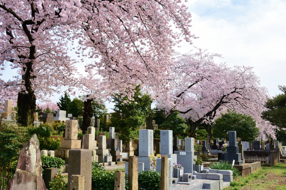 桜が植えられている霊園