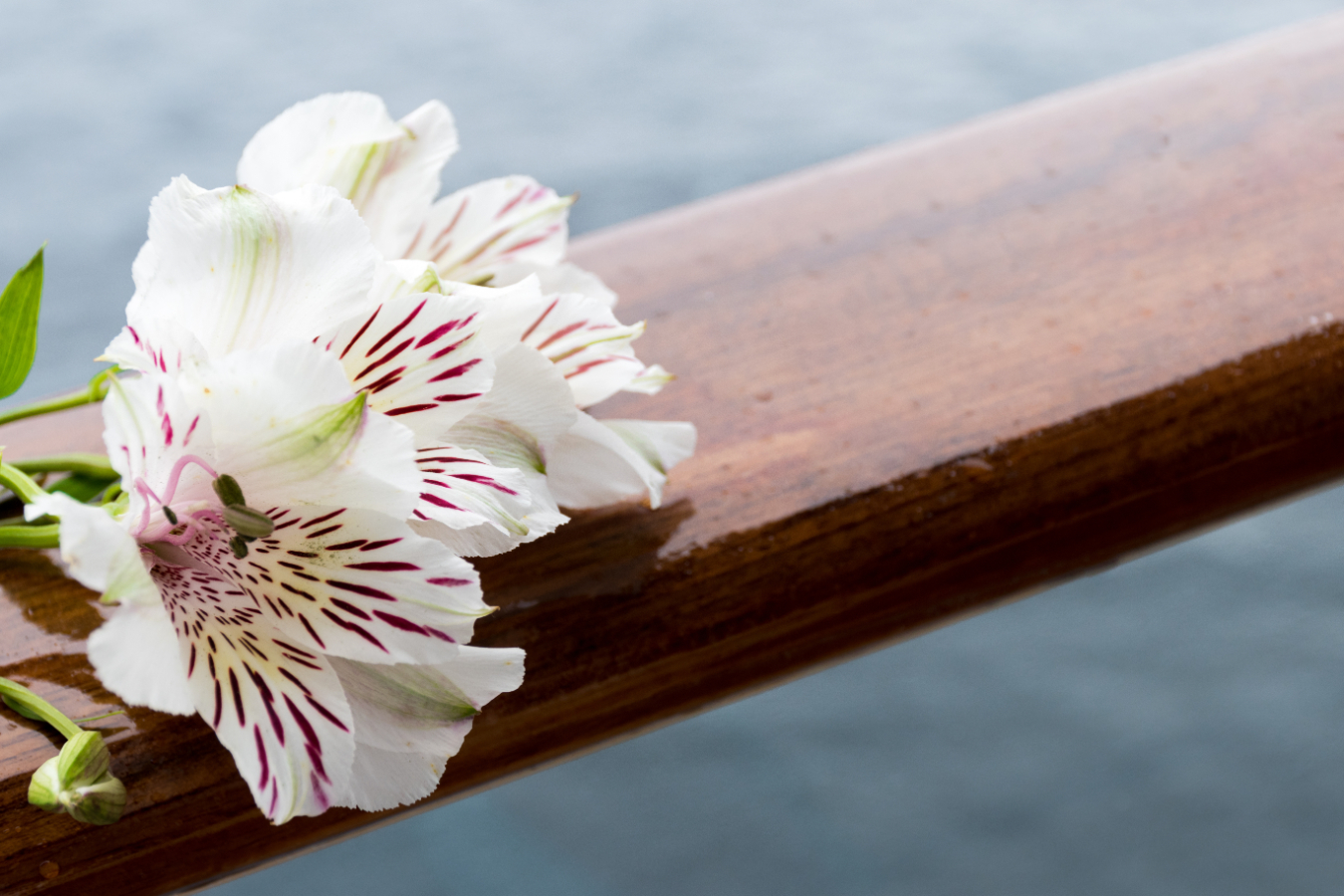 木のベンチの上に置いてあるユリの花