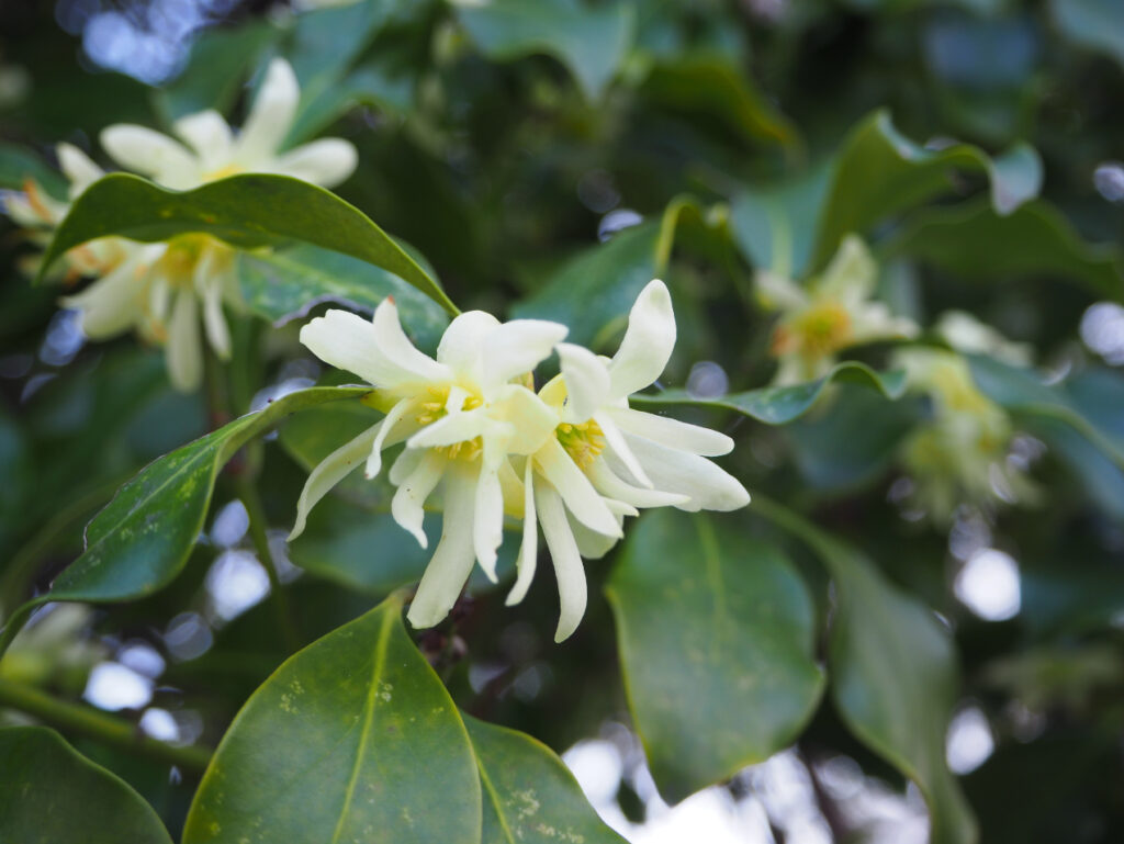 樒の花