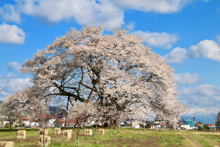 満開の大きな桜の木