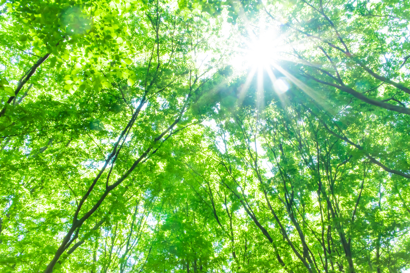 木々の間から差す日光