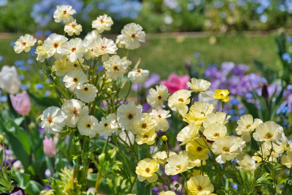 様々な色の花