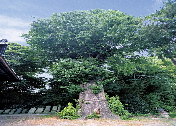 熊谷大樹の里霊園 霊園墓地の評判 みんなが選んだお墓 熊谷大樹の里霊園 霊園墓地の評判 みんなが選んだお墓