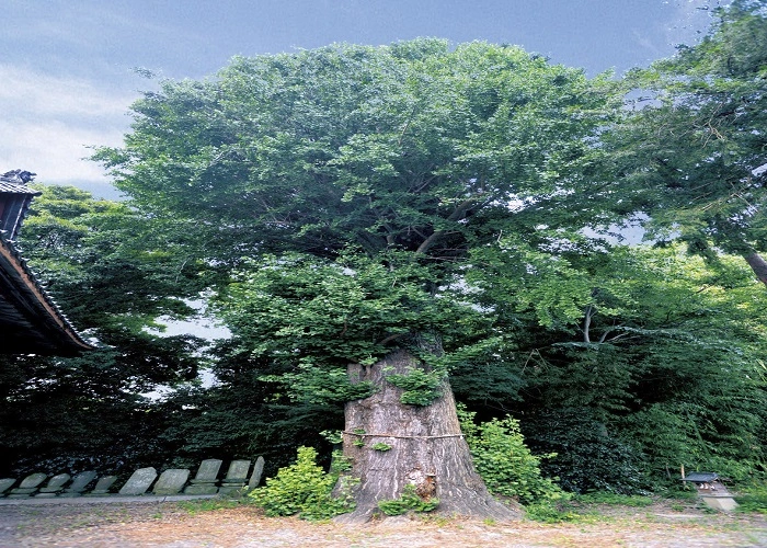 熊谷大樹の里霊園 写真