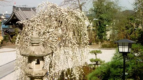 本長寺 長命殿 写真