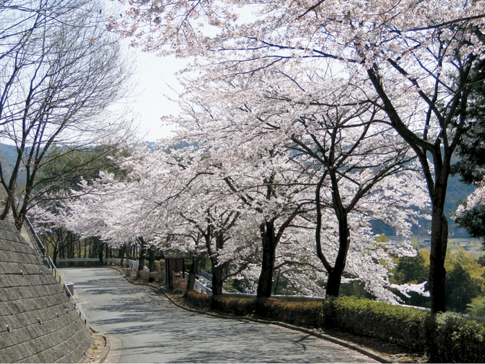 大多摩霊園 写真