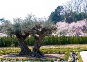 すべての樹木葬に線香皿と花つつを設置 写真