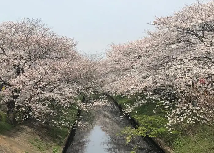 櫻乃里ふなばし聖地 写真