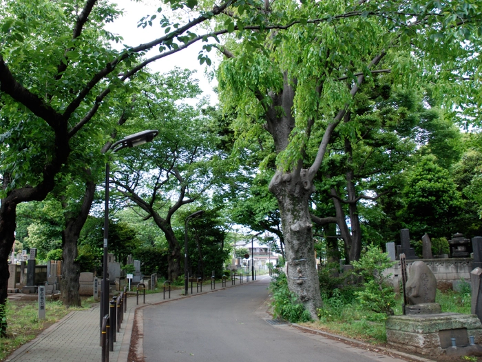 都立谷中霊園 写真