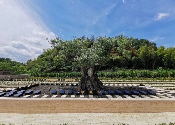 樹木葬専門霊園 千年オリーブの森 堺・和泉 永代供養付 写真